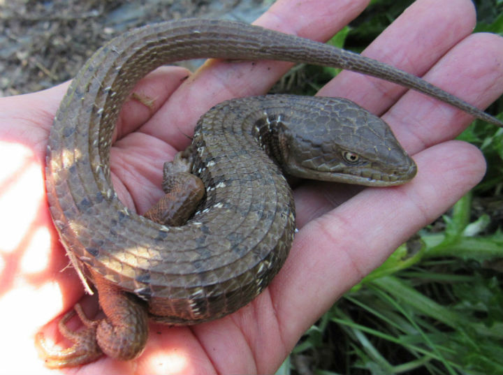 Southern Alligator Lizard